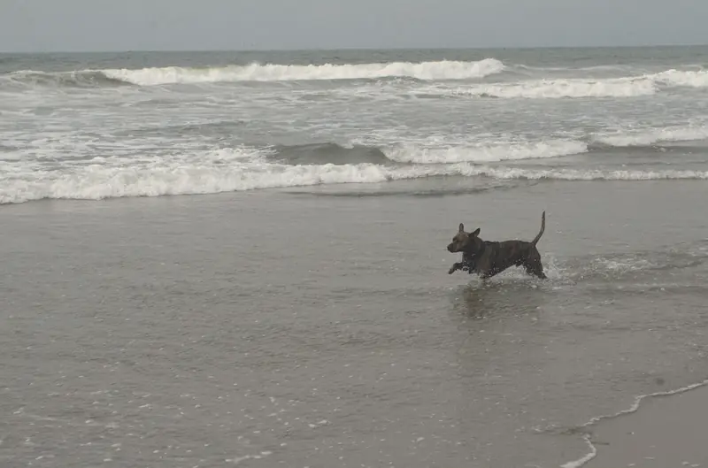 Photo of a dog running through shallow surf at Ocean Beach