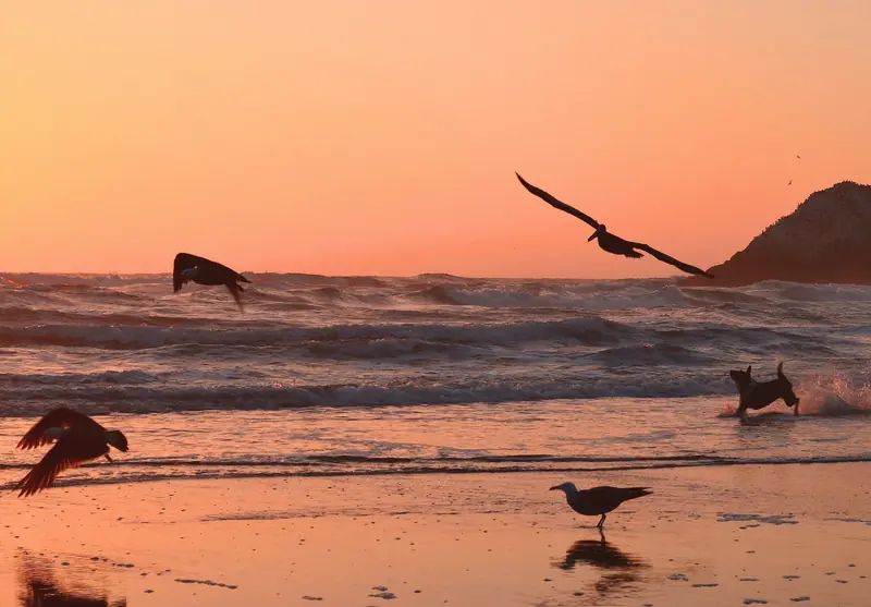 Photo of a dog and pelicans silhouetted on a beach at sunset